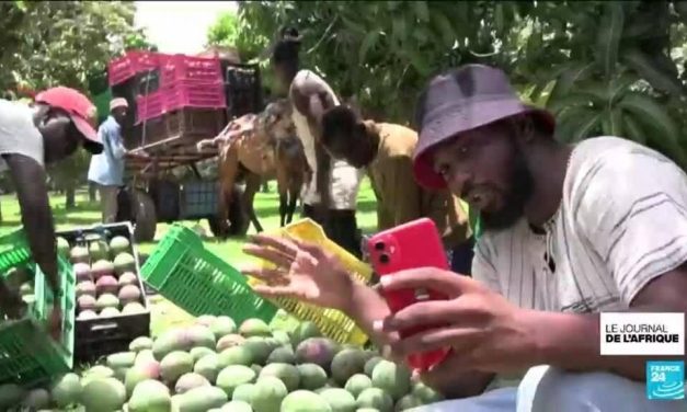 Sénégal : les agro-influenceurs gagnent du terrain