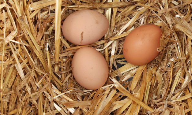 L’argent et le bonheur | « Est-ce que ça peut être payant de mettre tous nos œufs dans le même panier ? »