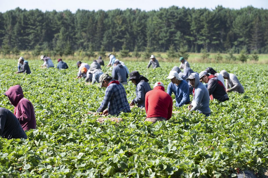 Travailleurs étrangers temporaires | La Cour autorise une action collective liée aux permis de travail fermés