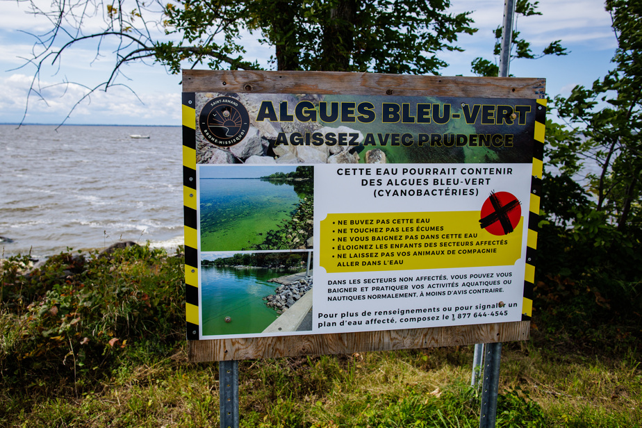 Lac Champlain | Quand les algues bleues privent des villes d’eau