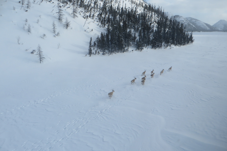 Programmes gouvernementaux | Des centaines d’animaux tués pour tenter d’aider le caribou
