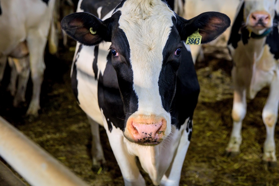 Étude sur le gaspillage | La perte de lait au Québec est « minime », selon l’UPA