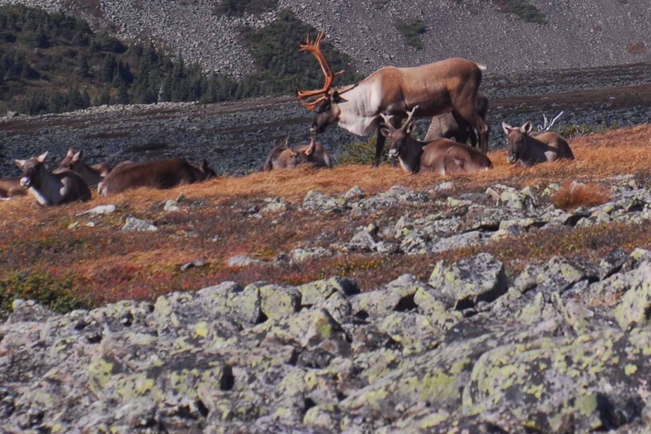 Une amende de 12 500 $ pour avoir abattu l’un des derniers caribous en Gaspésie