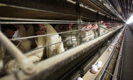 H5N1 | Le Canada devrait-il tester tous les patients grippés ?