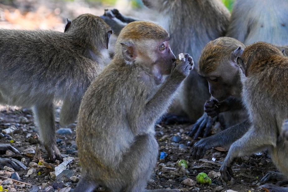 Animaux de laboratoire | Nouvel appel à cesser les importations de macaques au Québec