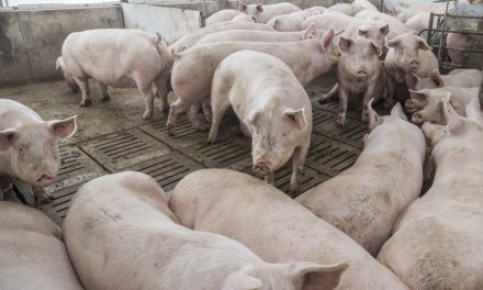 Droits de douane imposés par la Chine | L’industrie porcine québécoise désemparée