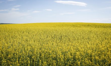 Droits de douane chinois | Ottawa annonce une aide pour les agriculteurs