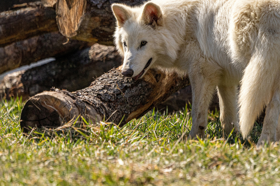 | Le loup de Game of Thrones ramené à la vie ?