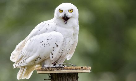 | Le harfang des neiges menacé