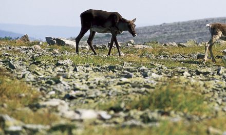 Protection des caribous montagnards | Proposition « farfelue » des élus de la Haute-Gaspésie