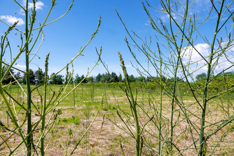 Sale temps pour les asperges