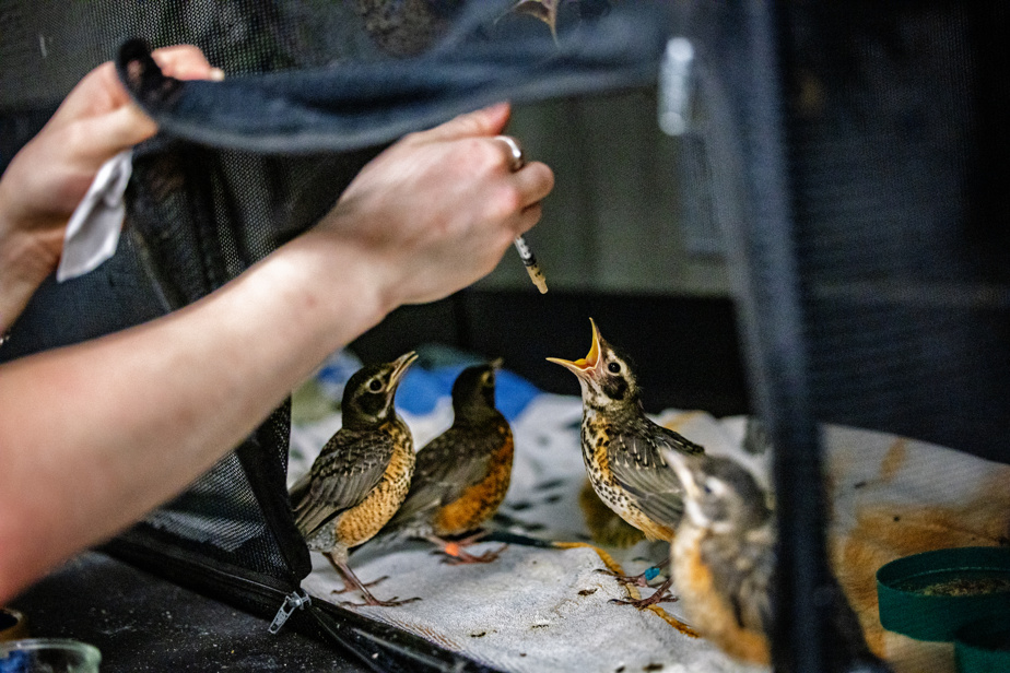 | Un hôpital de la dernière chance pour oiseaux amochés