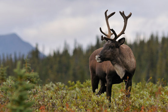 Mesures de protection annoncées | Le caribou attendra encore