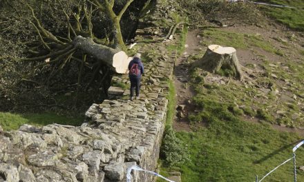 Grande-Bretagne | La prison pour avoir abattu un arbre mythique