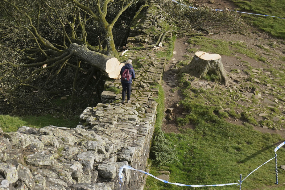 Grande-Bretagne | La prison pour avoir abattu un arbre mythique