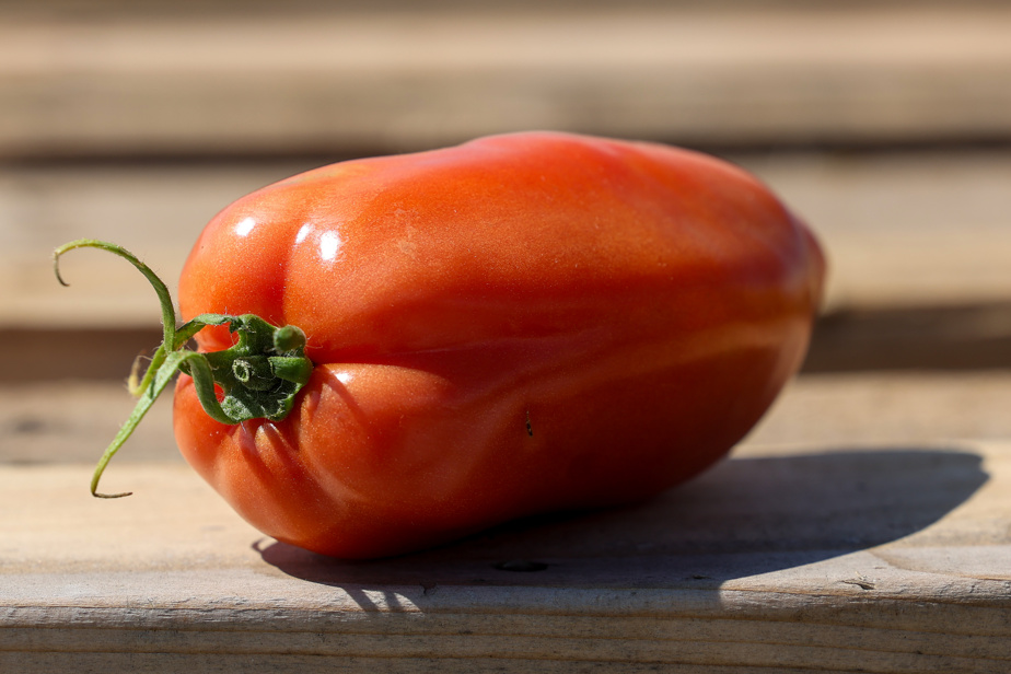 Tomaté | La tomate sous toutes ses formes