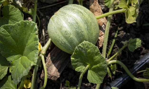 Récoltes | Le melon de Montréal reprend vie