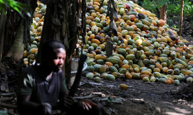 Augmentation du prix du cacao | Une facture plus salée pour votre chocolat ?
