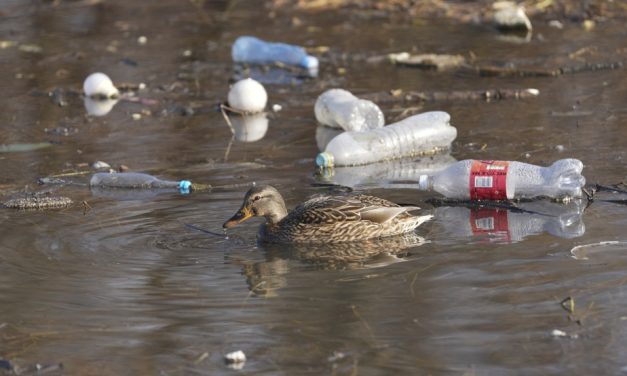 Pollution plastique | Le Canada préfère ne pas avoir de traité plutôt qu’en avoir un mauvais