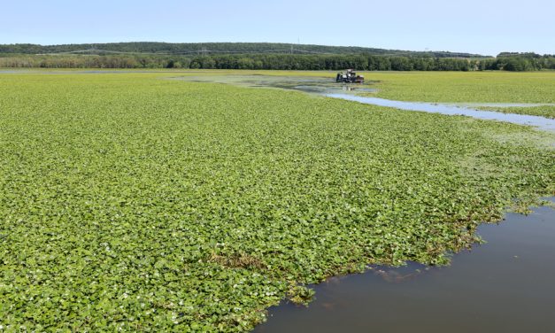 Plante exotique envahissante | Un combat inégal face à la châtaigne d’eau