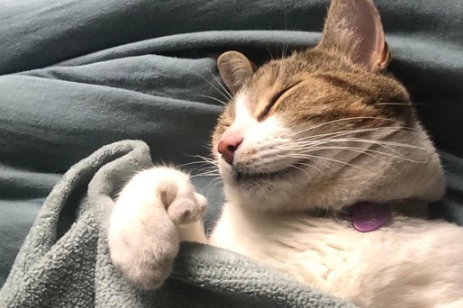 Villeray | Trois chats auraient été empoisonnés