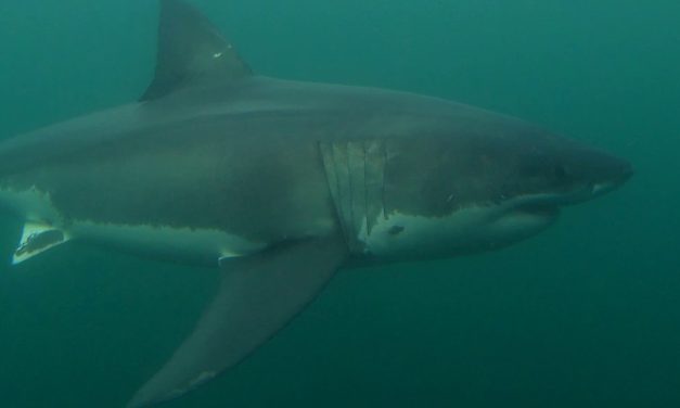 Réchauffement des eaux | Les grands requins blancs s’invitent dans le golfe du Saint-Laurent