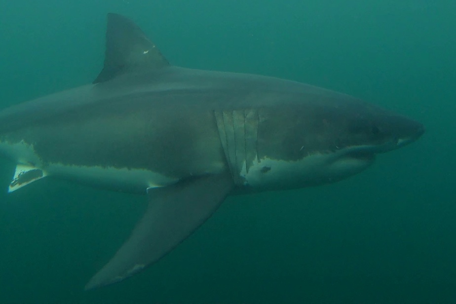 Réchauffement des eaux | Les grands requins blancs s’invitent dans le golfe du Saint-Laurent
