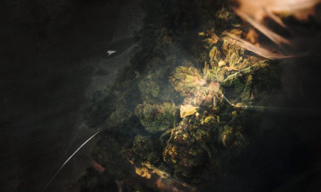Notre cannabis illégal inonde l’Europe