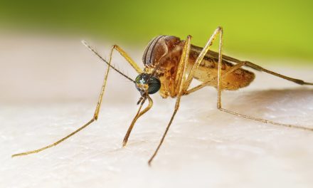 Sud du Québec | Hausse des infections au virus du Nil occidental