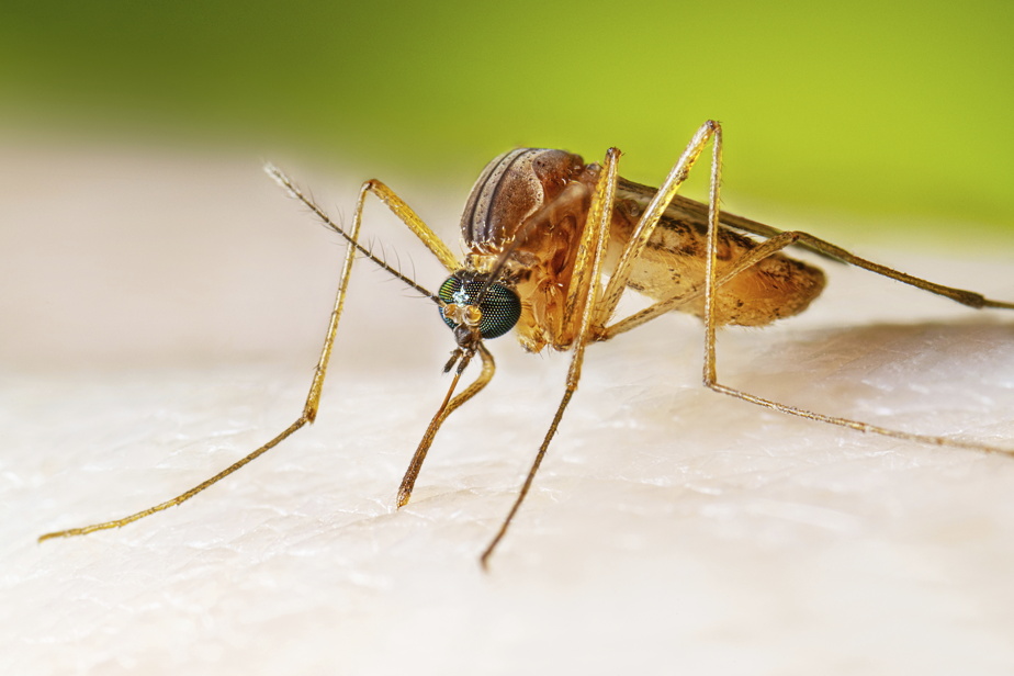 Sud du Québec | Hausse des infections au virus du Nil occidental