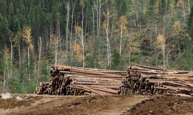 Régime forestier | L’industrie critique aussi la réforme de Québec