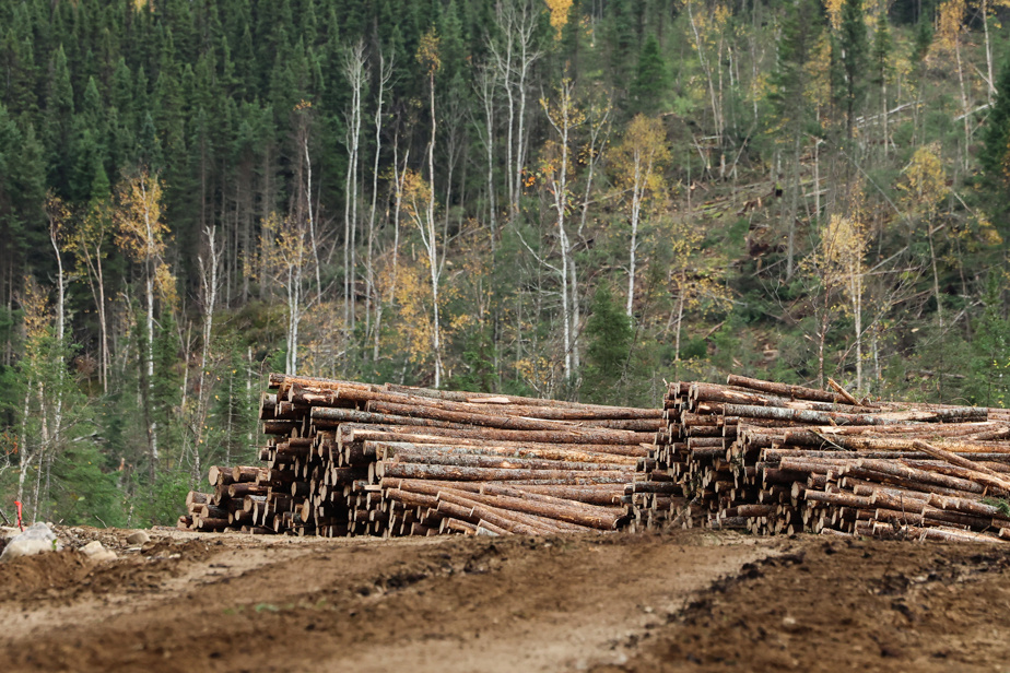 Régime forestier | L’industrie critique aussi la réforme de Québec
