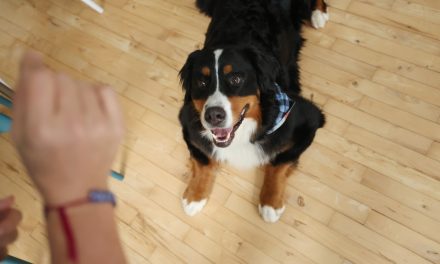 Notre rapport aux animaux de compagnie a-t-il changé ?