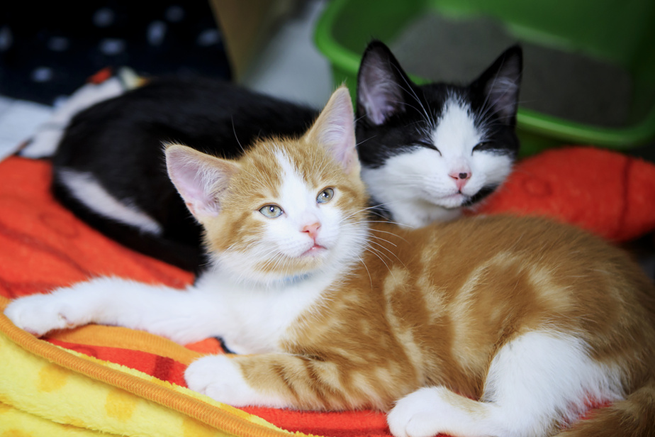 Nouveau centre animalier, hockey canin et psychologie féline