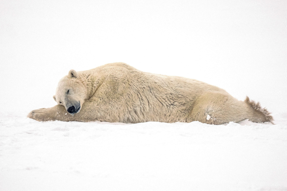 Canada | Une adoption rarissime observée chez les ours polaires