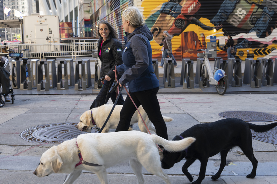 Police de New York | Un programme de soutien zoothérapeutique menacé