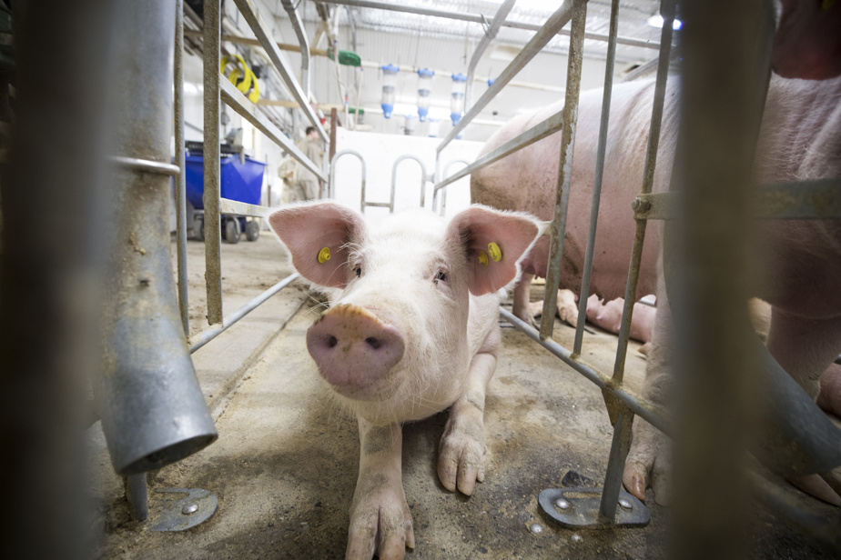 Surtaxe chinoise sur le porc canadien | Une entente à venir avec la Chine ?