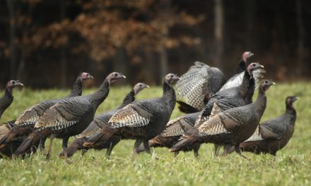 Statistiques de la chasse au Québec | Le dindon sauvage conquiert de nouveaux territoires