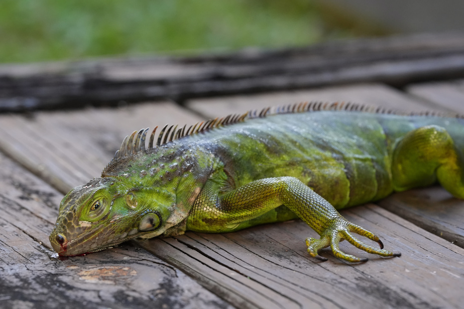 Il pleut des iguanes en Floride