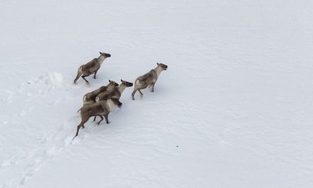Protection du caribou forestier | « On a perdu 10 ans »
