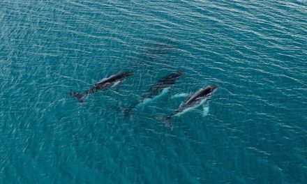 Entre le Brésil et l’Australie | L’odyssée de 14 000 km de deux baleines