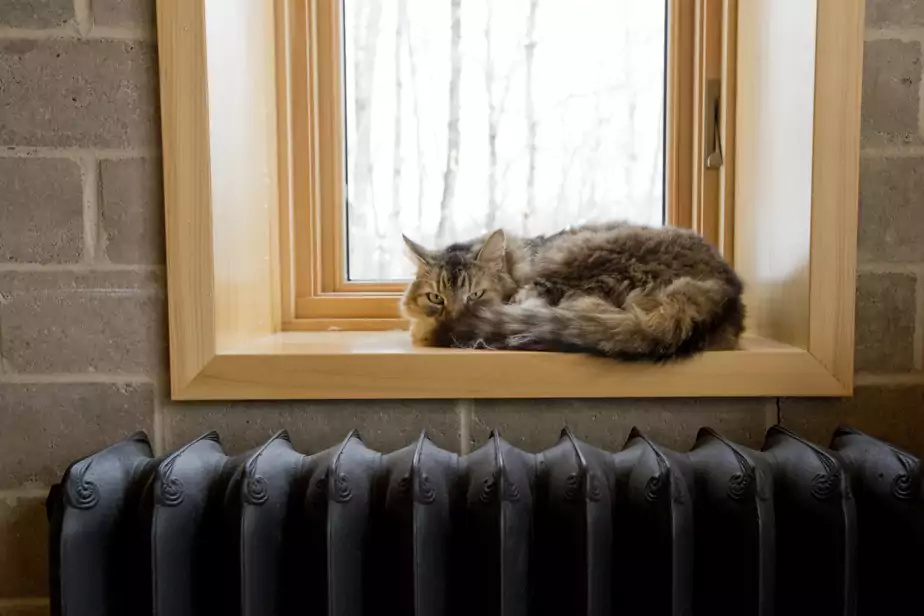 Animaux autorisés en logement | La décision du TAL est portée en appel