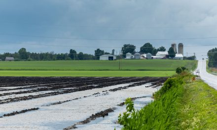 Récoltes printanières | De fortes pluies, mais rien de « catastrophique »