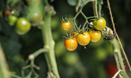La controversée réforme d’Ottawa sur les pesticides est adoptée