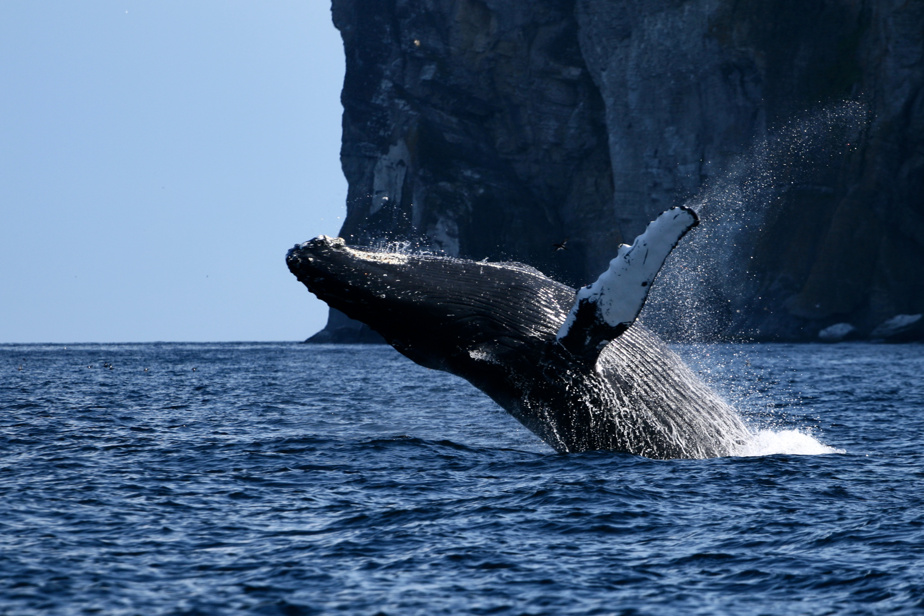 Fleuve Saint-Laurent | La baleine à bosse Gaspar de retour pour un 18e printemps