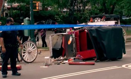 Mort d’un touriste | Les promenades en calèche à New York suspendues