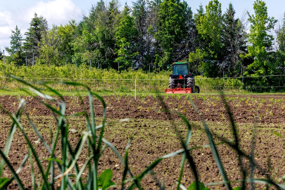 Pesticides | Ottawa veut pouvoir réintroduire des pesticides interdits et cela inquiète