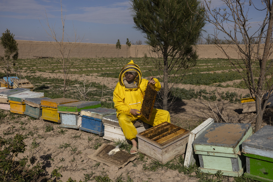Sous la férule des talibans | Afghanes, opprimées et entrepreneures