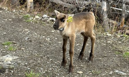 Naissance de caribous au Québec | Des faons condamnés à vivre en captivité ?