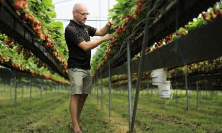 Changements climatiques | La production de fraises au Québec prend un virage « hors sol »